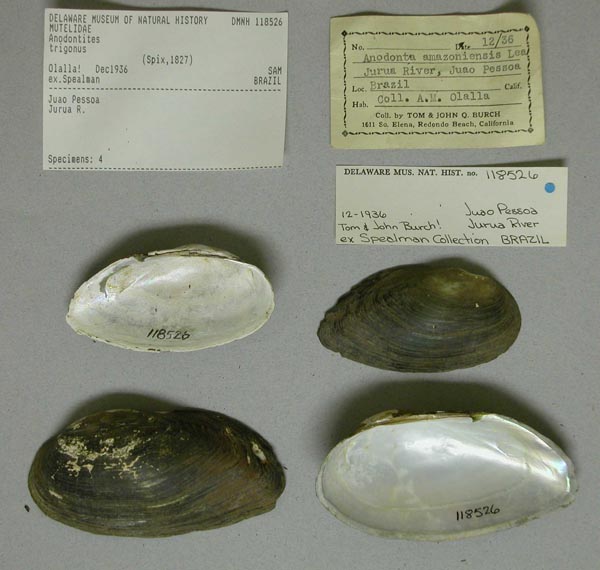 specimen