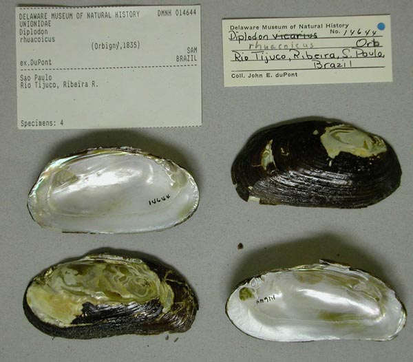 specimen
