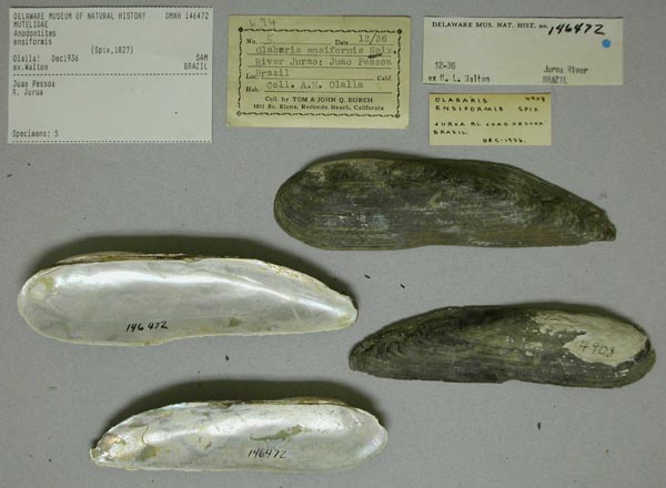 specimen