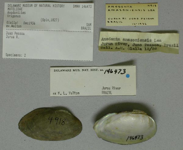 specimen