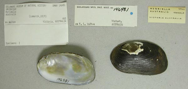 specimen
