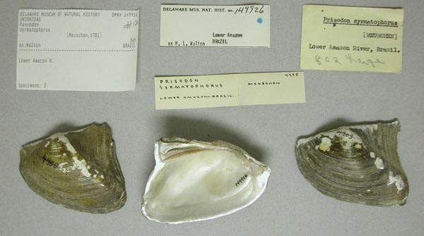 specimen