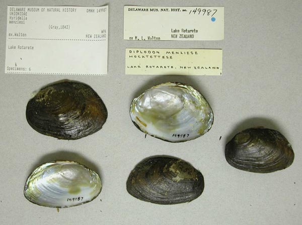 specimen
