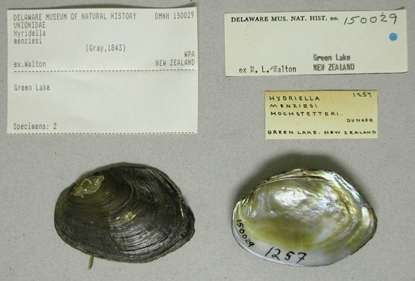 specimen