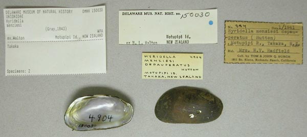 specimen
