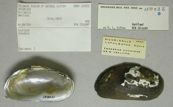 specimen