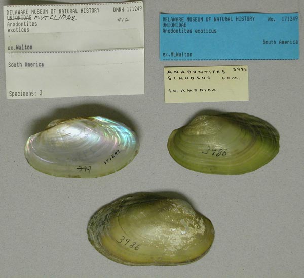 specimen