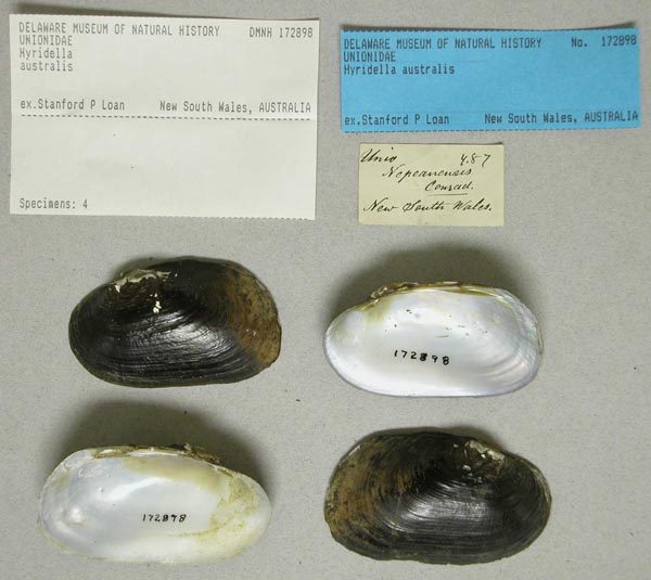 specimen