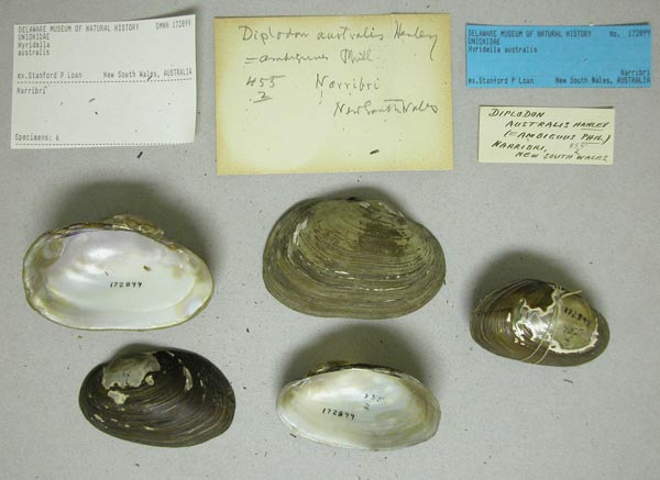 specimen