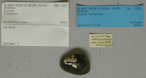 specimen