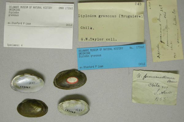 specimen
