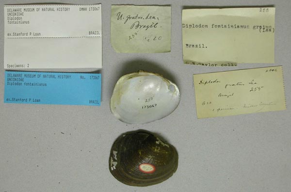 specimen