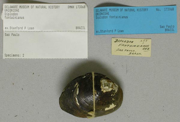 specimen