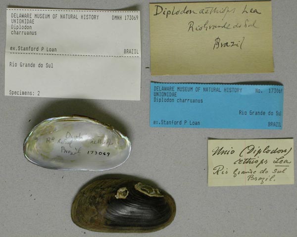 specimen