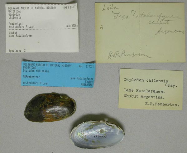 specimen