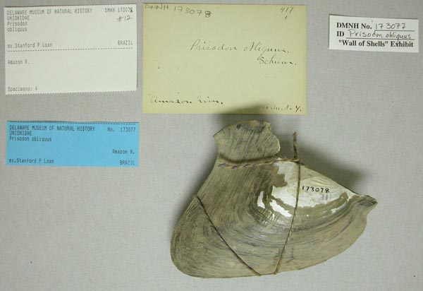 specimen