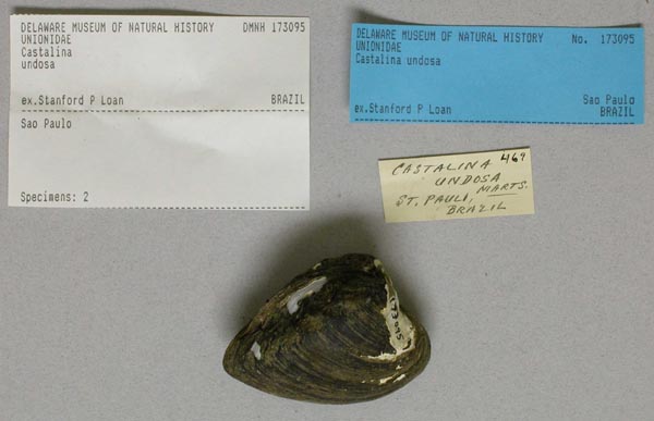 specimen