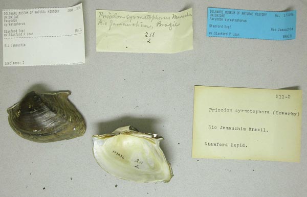 specimen