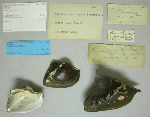 specimen
