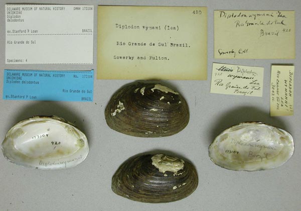 specimen
