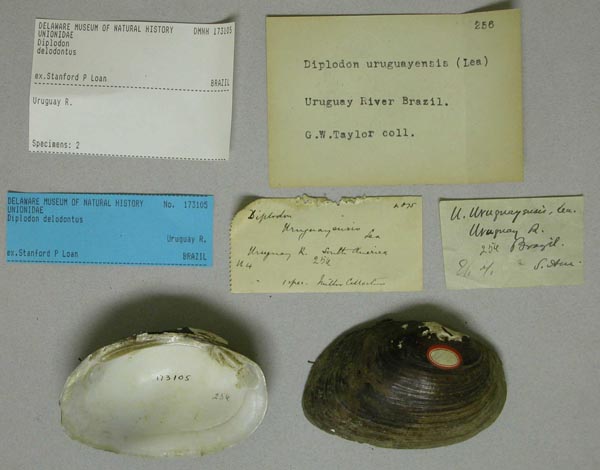 specimen