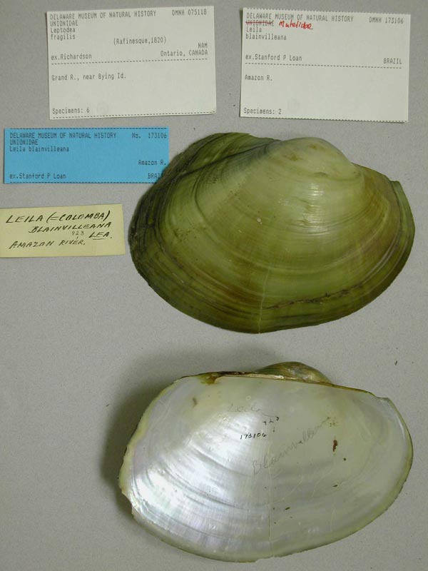 specimen