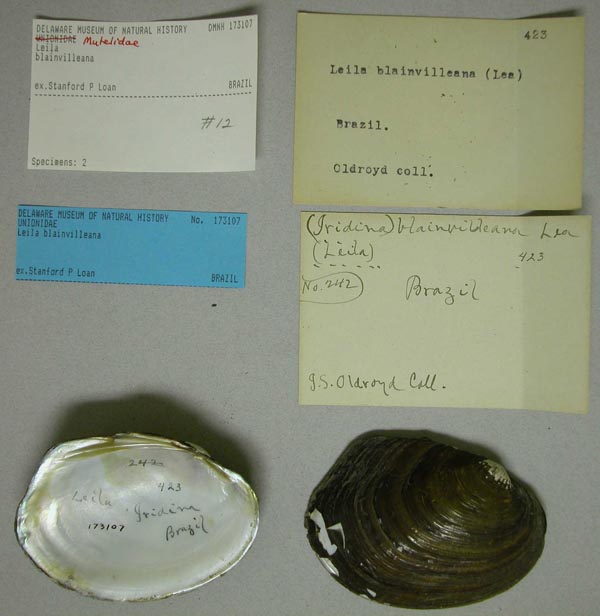 specimen