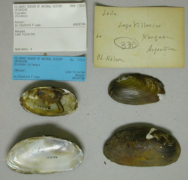 specimen