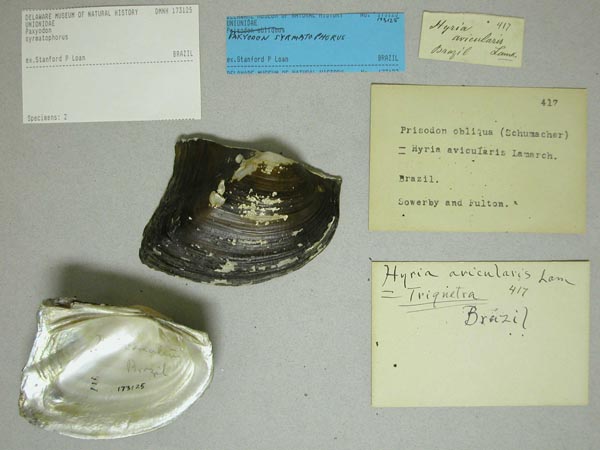 specimen