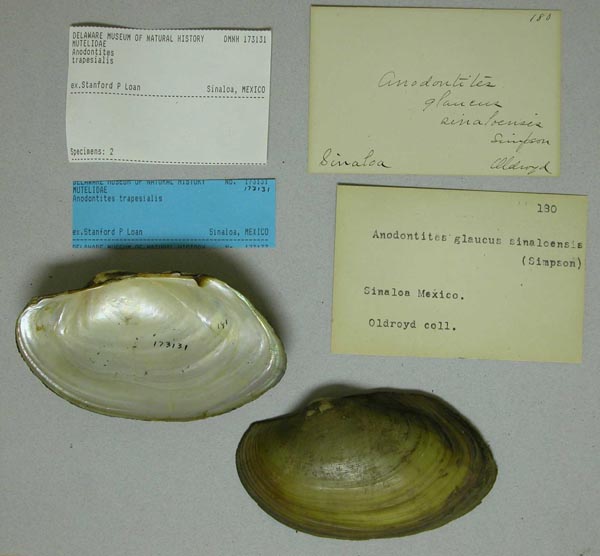 specimen