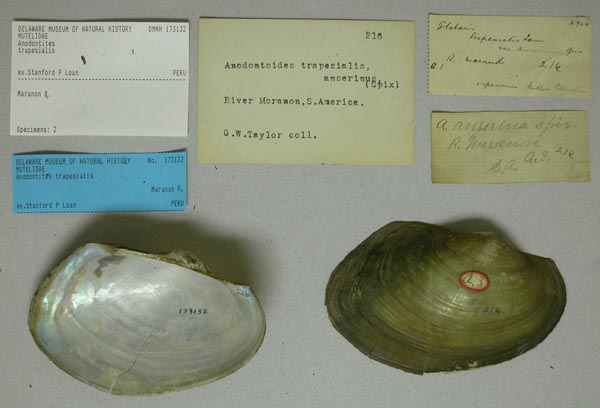specimen