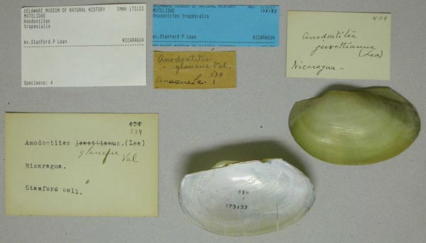 specimen