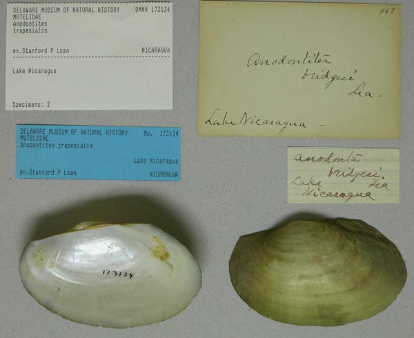 specimen