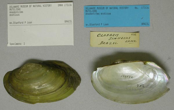 specimen