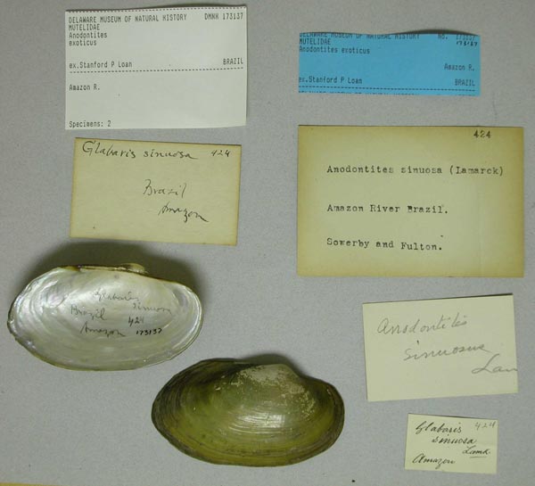 specimen