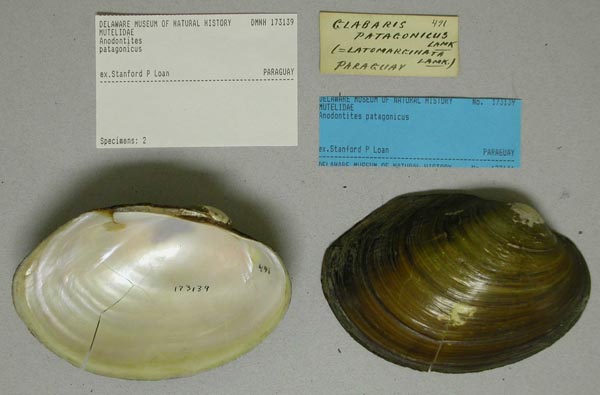 specimen