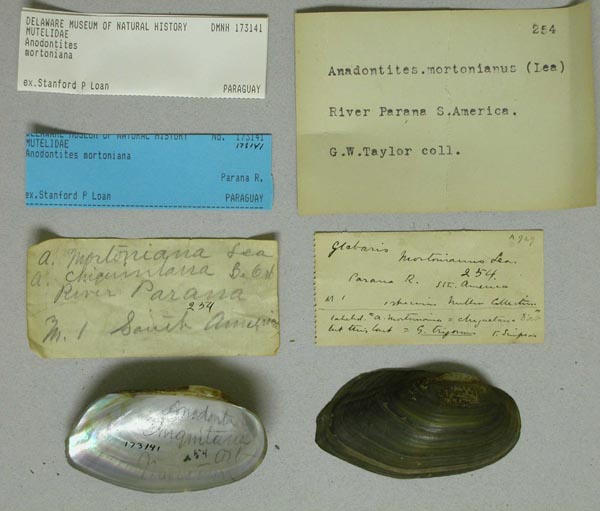 specimen