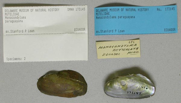 specimen