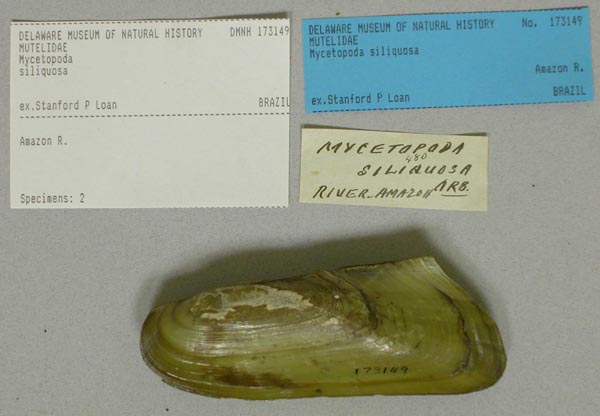 specimen