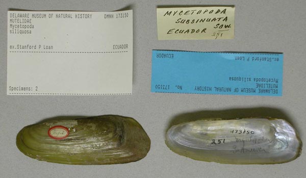 specimen