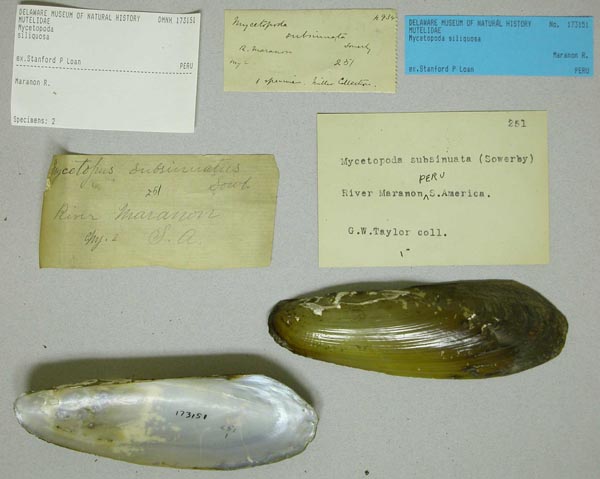 specimen