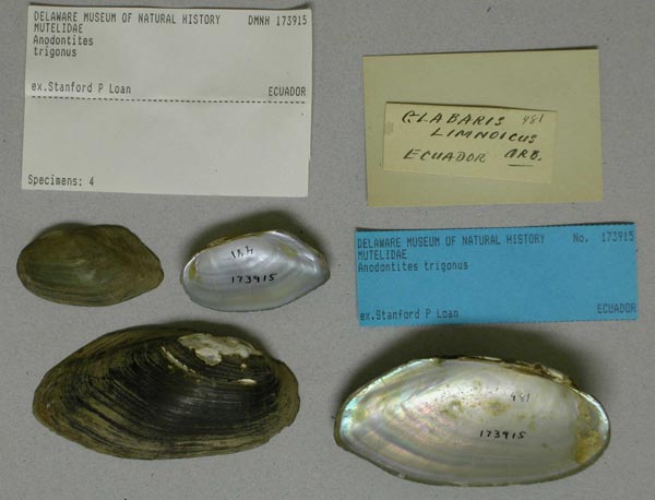specimen