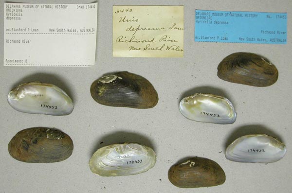 specimen