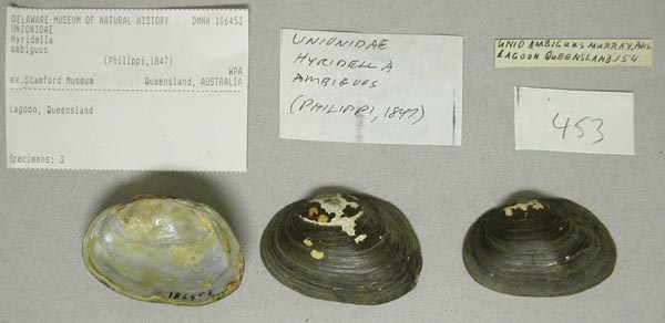 specimen