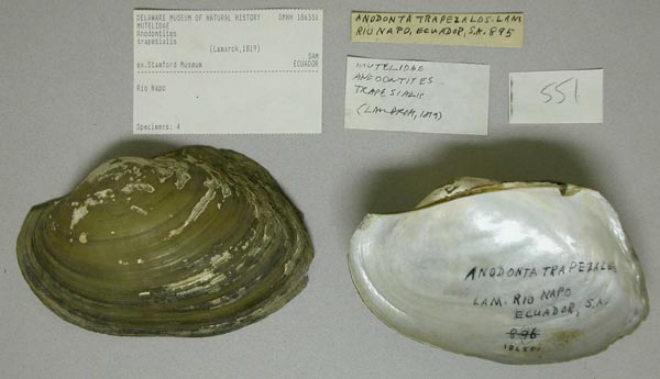 specimen