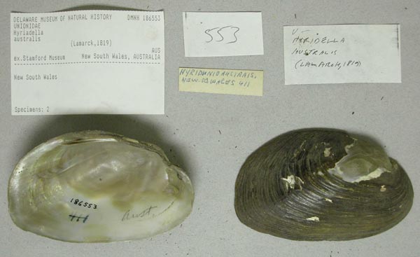 specimen