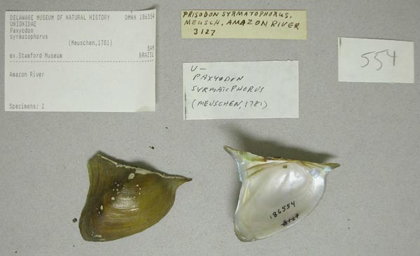 specimen
