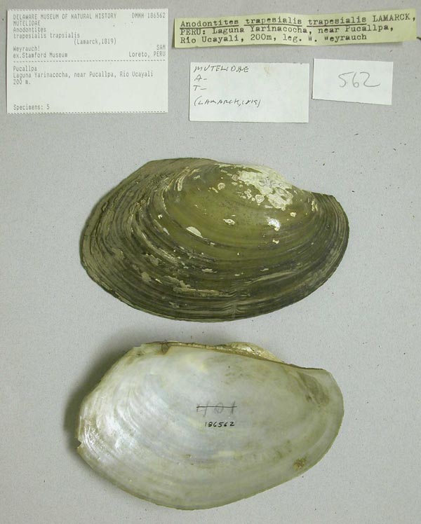 specimen