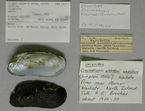 specimen