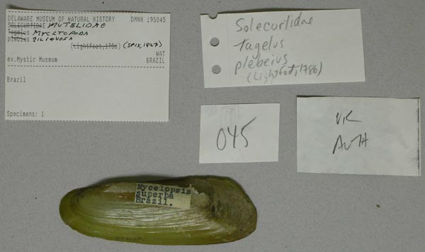 specimen